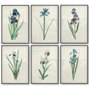 Botanical Iris Flower Vintage Poster Blue Floral Plant Antique Science Illustration Drawing Picture Wall Art Canvas Print Decor