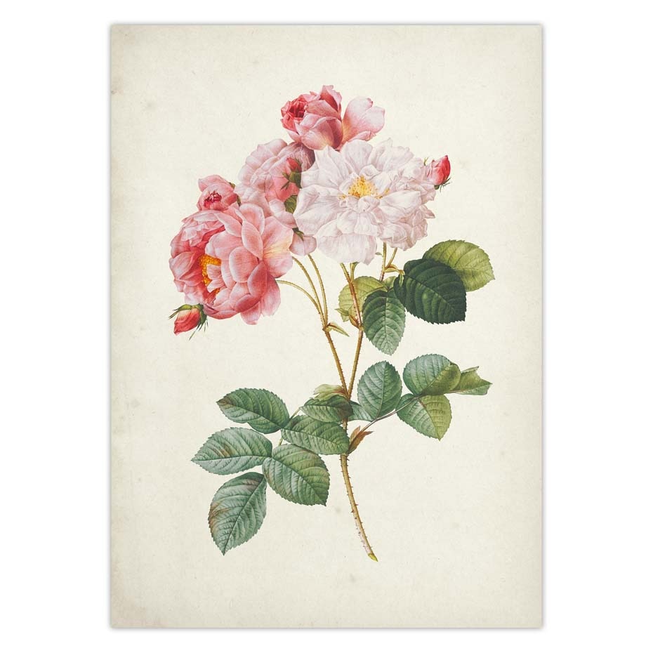 Botanical-Rose-Flower-Vintage-Poster-Canvas-Print-Red-Pink-Yellow-White-Rose-Floral-Antique-Wall-Art-1.jpg