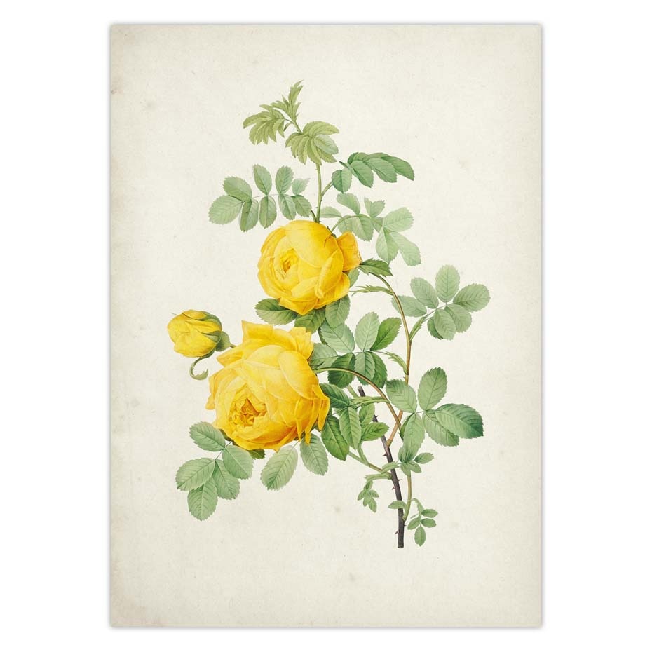 Botanical-Rose-Flower-Vintage-Poster-Canvas-Print-Red-Pink-Yellow-White-Rose-Floral-Antique-Wall-Art-2.jpg