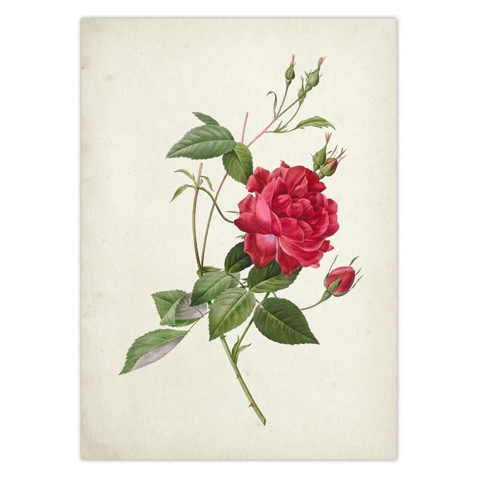 Botanical-Rose-Flower-Vintage-Poster-Canvas-Print-Red-Pink-Yellow-White-Rose-Floral-Antique-Wall-Art-3.jpg