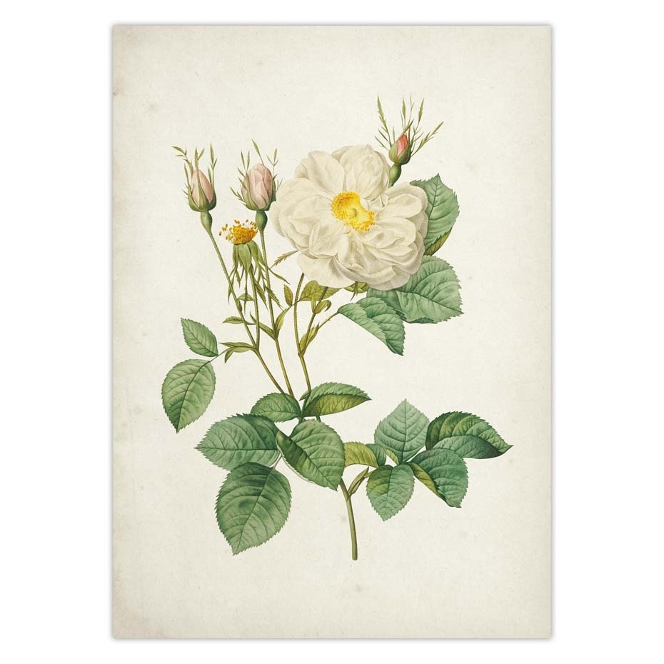 Botanical-Rose-Flower-Vintage-Poster-Canvas-Print-Red-Pink-Yellow-White-Rose-Floral-Antique-Wall-Art-4.jpg