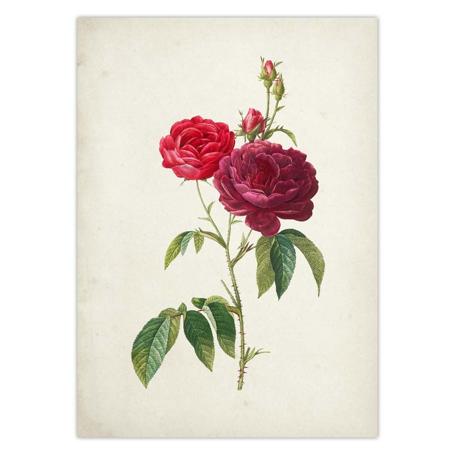 Botanical-Rose-Flower-Vintage-Poster-Canvas-Print-Red-Pink-Yellow-White-Rose-Floral-Antique-Wall-Art-5.jpg
