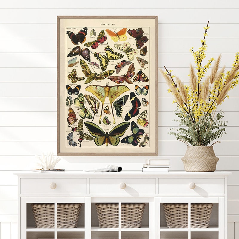 Butterfly-Insect-Vintage-Poster-Papillons-Print-Canvas-Painting-Biology-Education-Wall-Art-Picture-Modern-Study-Room-3.jpg