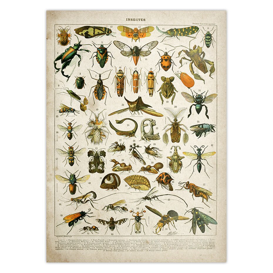 Buttferflies-Vintage-Poster-Bees-Insects-Birds-Plumes-Feathers-Eggs-Wall-Art-Posters-and-Prints-Canvas-Painting-1.jpg