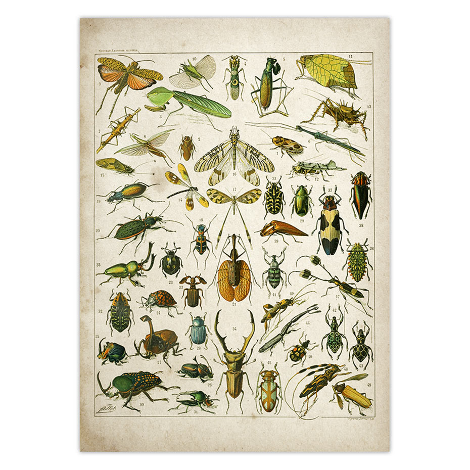 Buttferflies-Vintage-Poster-Bees-Insects-Birds-Plumes-Feathers-Eggs-Wall-Art-Posters-and-Prints-Canvas-Painting-2.jpg