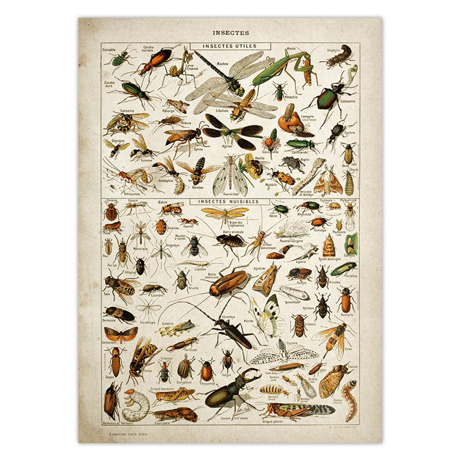 Buttferflies-Vintage-Poster-Bees-Insects-Birds-Plumes-Feathers-Eggs-Wall-Art-Posters-and-Prints-Canvas-Painting-3.jpg