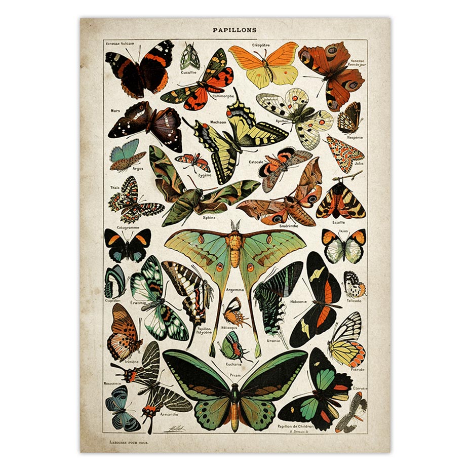 Buttferflies-Vintage-Poster-Bees-Insects-Birds-Plumes-Feathers-Eggs-Wall-Art-Posters-and-Prints-Canvas-Painting-4.jpg