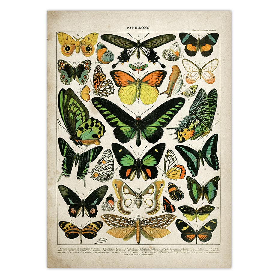 Buttferflies-Vintage-Poster-Bees-Insects-Birds-Plumes-Feathers-Eggs-Wall-Art-Posters-and-Prints-Canvas-Painting-5.jpg
