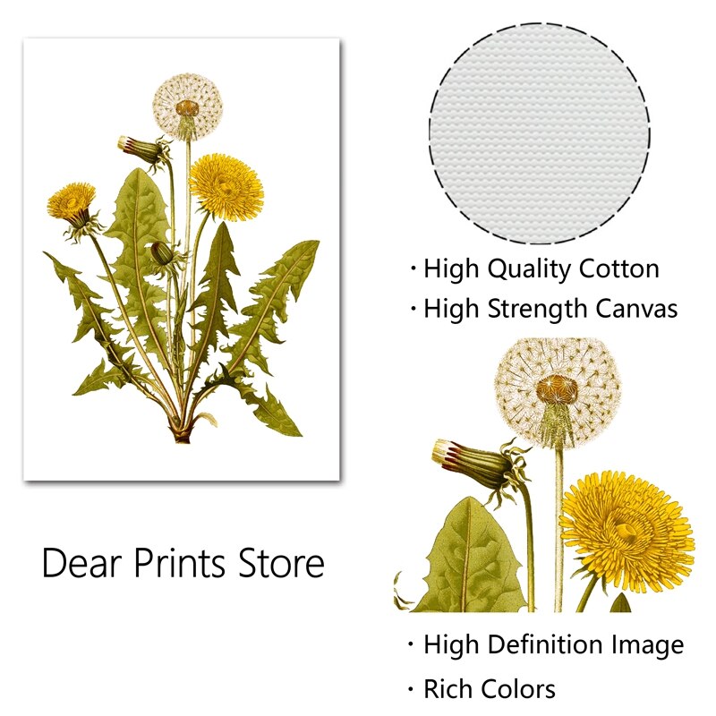 Common-Dandelion-Flower-Print-Vintage-Herb-Botanical-Poster-Wall-Art-Canvas-Painting-Floral-Plant-Picture-Living-1.jpg
