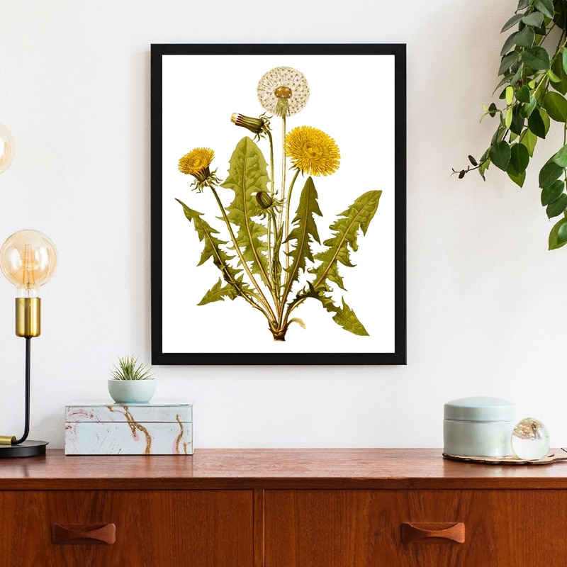 Common-Dandelion-Flower-Print-Vintage-Herb-Botanical-Poster-Wall-Art-Canvas-Painting-Floral-Plant-Picture-Living-3.jpg