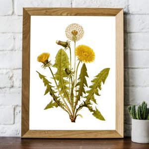 Common Dandelion Flower Print Vintage Herb Botanical Poster Wall Art Canvas Painting Floral Plant Picture Living Room Home Decor