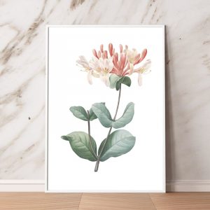 Flower Print Honeysuckle Botanical Floral Poster Italian Honeysuckle Hand Drawing Painting Wall Art Canvas Picture Home Decor