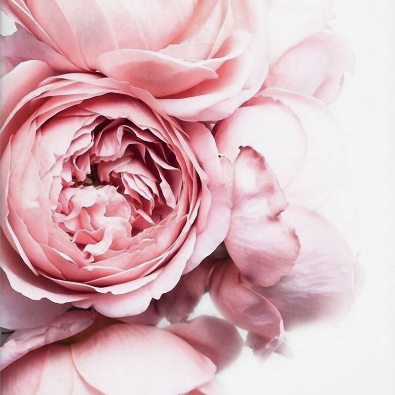 Peonies-Photo-Poster-Print-Pink-Peonies-Flower-Wall-Art-Canvas-Painting-Botanical-Floral-Picture-Modern-Home-1.jpg