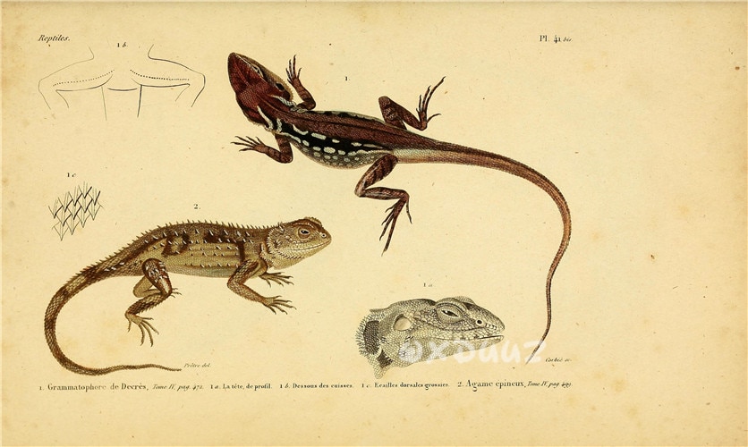 Amphibian-reptile-creature-textbook-illustration-vintage-kraft-paper-style-canvas-poster-turtle-snake-frog-lizard-poster-1.jpg