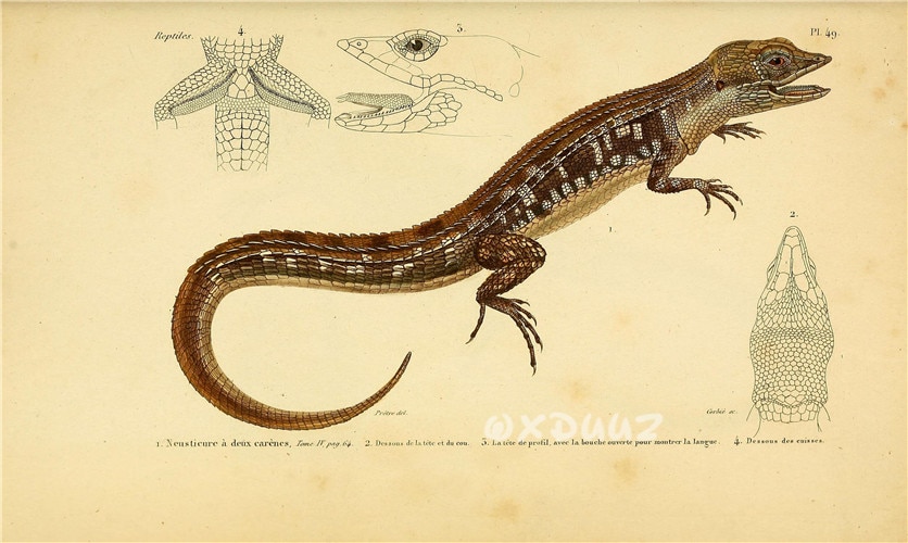 Amphibian-reptile-creature-textbook-illustration-vintage-kraft-paper-style-canvas-poster-turtle-snake-frog-lizard-poster-2.jpg