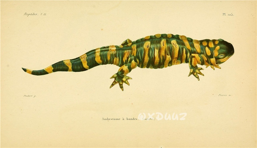 Amphibian-reptile-creature-textbook-illustration-vintage-kraft-paper-style-canvas-poster-turtle-snake-frog-lizard-poster-3.jpg