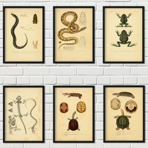 Amphibian reptile creature textbook illustration vintage kraft paper style canvas poster turtle snake frog lizard poster o273
