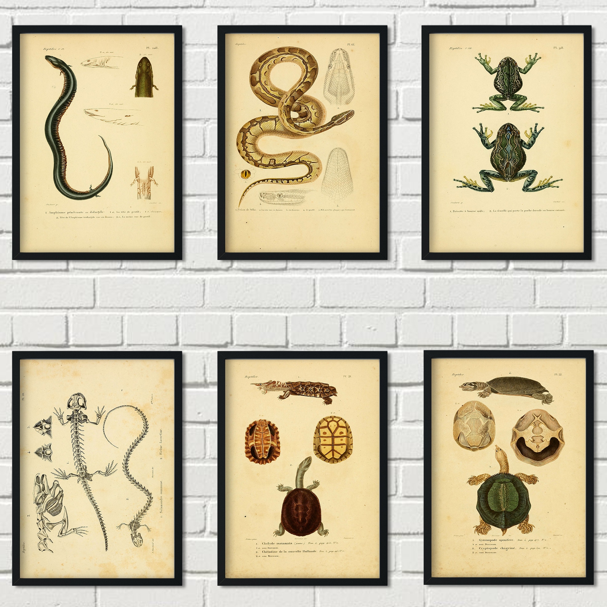 Amphibian-reptile-creature-textbook-illustration-vintage-kraft-paper-style-canvas-poster-turtle-snake-frog-lizard-poster.jpg