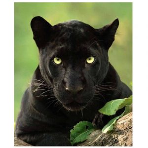 Animal Art Black Panther Painting on Canvas Wall Pictures for Living Room Bedroom Wall Art Posters Prints Cuadros Home Decor