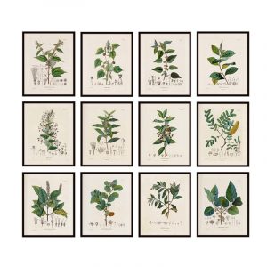 Antique French Plant Illustrations Vintage Posters and Prints Botanical Studies Wall Art Pictures Canvas Painting Wall Decor