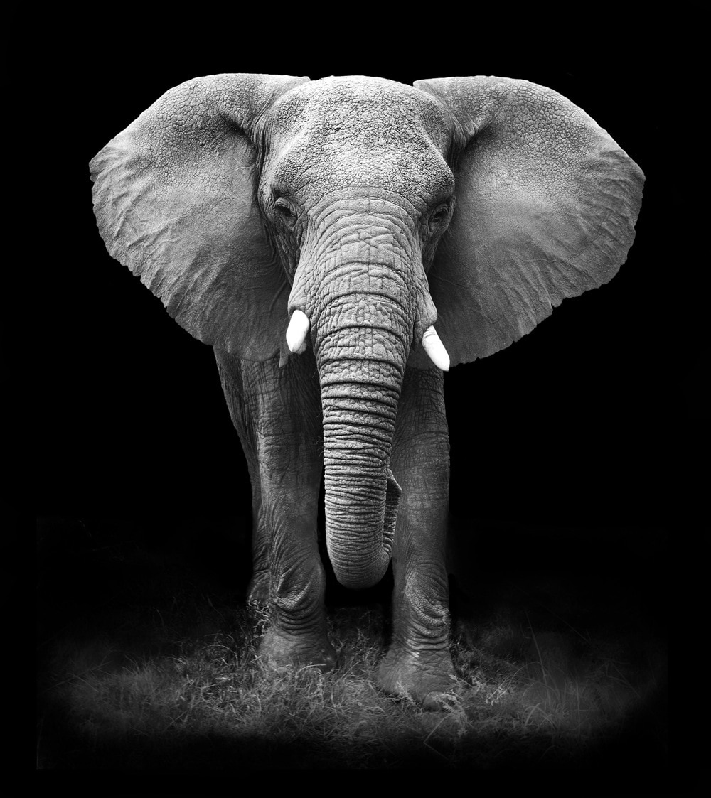 Black-and-White-Canvas-Painting-Animal-Wall-Art-Lion-Elephant-Deer-Zebra-Poster-Wall-Picture-Decorative-5.jpg