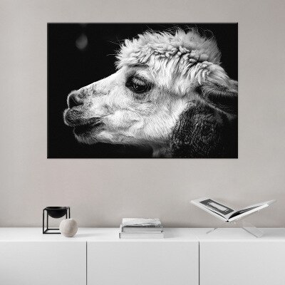 Black-and-white-alpaca-head-animal-canvas-painting-living-room-bedroom-study-decoration-painting.jpg