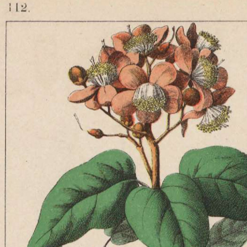 Botanical-Collection-Vintage-Posters-and-Prints-Herbs-1898s-Russian-Language-Wall-Art-Pictures-Canvas-Painting-Home-1.jpg