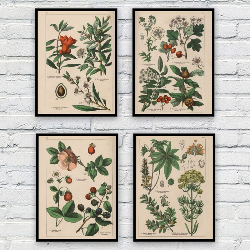 Botanical-Collection-Vintage-Posters-and-Prints-Herbs-1898s-Russian-Language-Wall-Art-Pictures-Canvas-Painting-Home-5.jpg