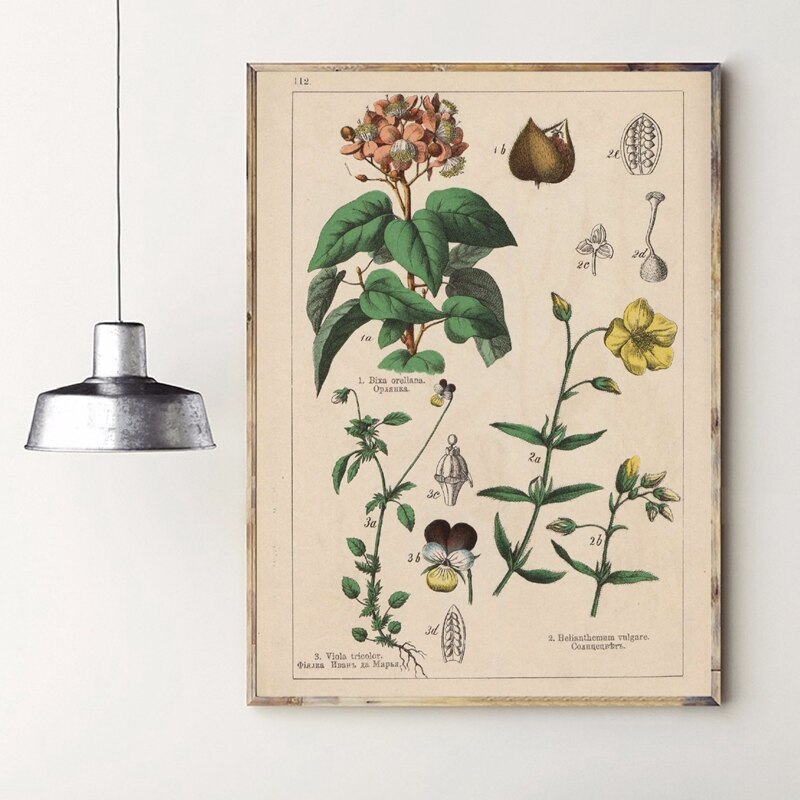 Botanical-Collection-Vintage-Posters-and-Prints-Herbs-1898s-Russian-Language-Wall-Art-Pictures-Canvas-Painting-Home-9.jpg
