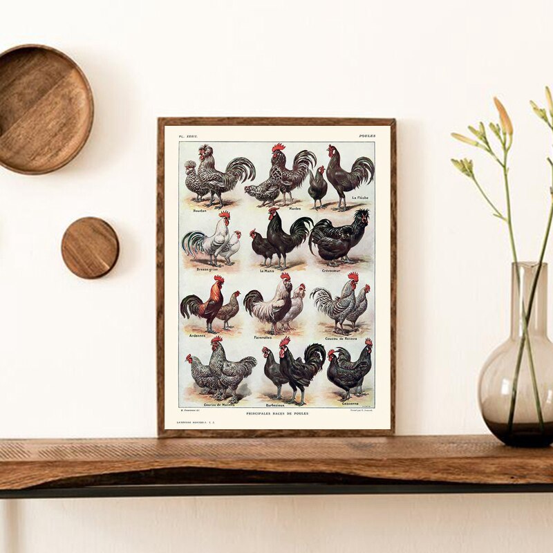 French-Hens-and-Roosters-Breeds-Print-Poultry-Chickens-Vintage-Poster-Kitchen-Wall-Art-Canvas-Painting-Pictures-1.jpg