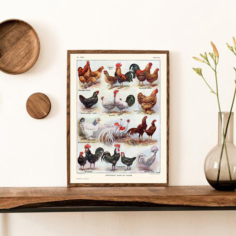 French-Hens-and-Roosters-Breeds-Print-Poultry-Chickens-Vintage-Poster-Kitchen-Wall-Art-Canvas-Painting-Pictures-2.jpg