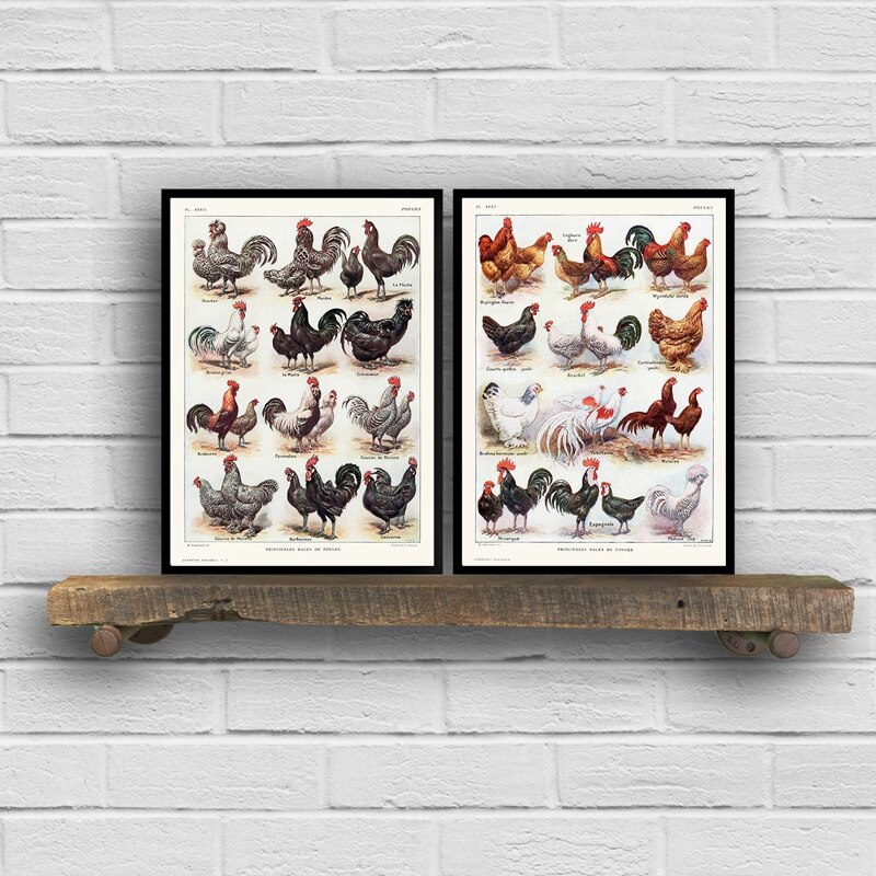 French-Hens-and-Roosters-Breeds-Print-Poultry-Chickens-Vintage-Poster-Kitchen-Wall-Art-Canvas-Painting-Pictures-3.jpg