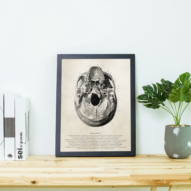 Human-Anatomy-Skull-Posters-and-Prints-Science-Illustration-Art-Canvas-Painting-Medical-Student-Gift-Doctor-Office-3.jpg
