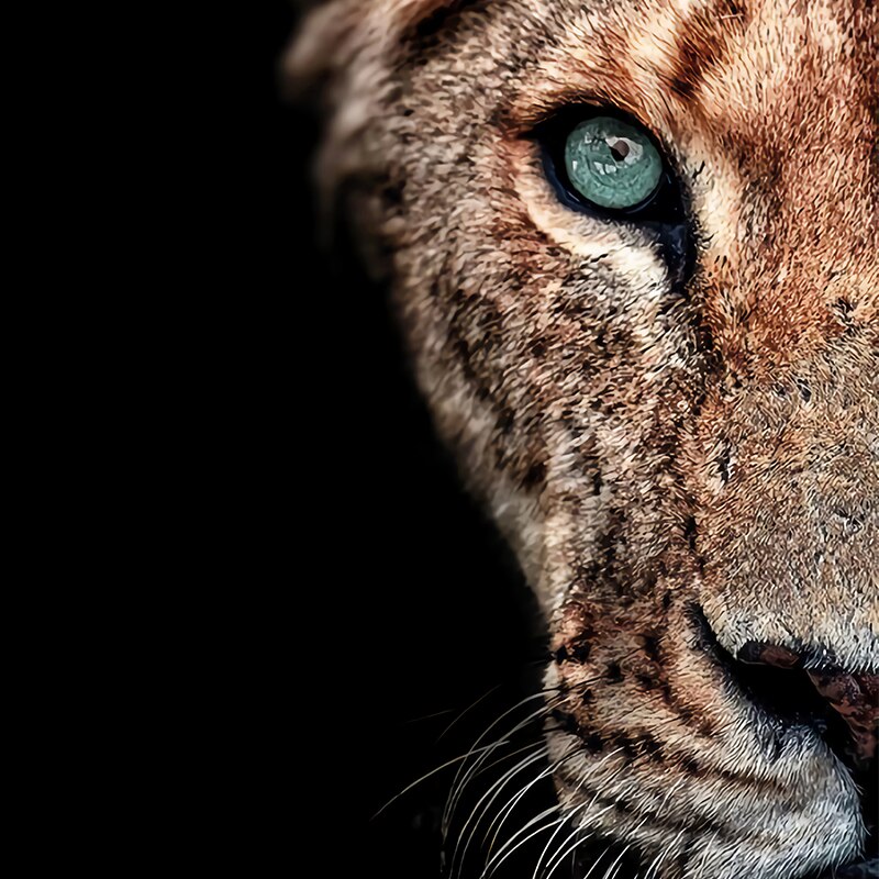 Lion-and-Lioness-Canvas-Paintings-On-the-Wall-Art-Modern-Decorative-Posters-and-Prints-Black-White-4.jpg