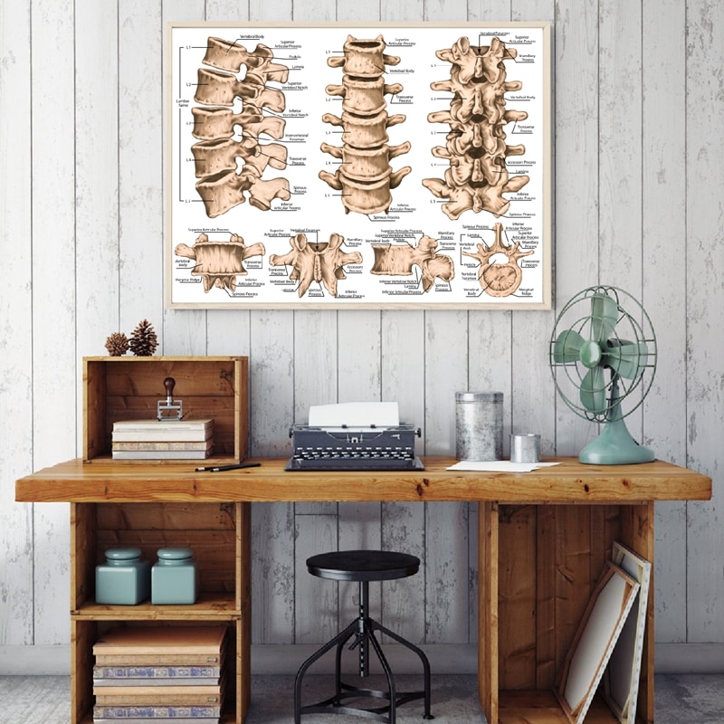 Lumbar-Spine-Structure-Chart-Prints-Medicine-Educational-Poster-Human-Skeletal-System-Canvas-Painting-Doctor-Office-Wall-3.jpg