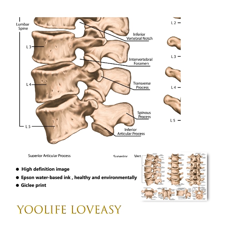 Lumbar-Spine-Structure-Chart-Prints-Medicine-Educational-Poster-Human-Skeletal-System-Canvas-Painting-Doctor-Office-Wall-4.jpg