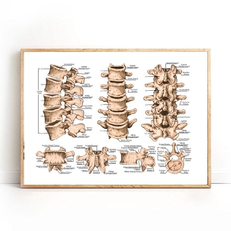 Lumbar-Spine-Structure-Chart-Prints-Medicine-Educational-Poster-Human-Skeletal-System-Canvas-Painting-Doctor-Office-Wall.jpg