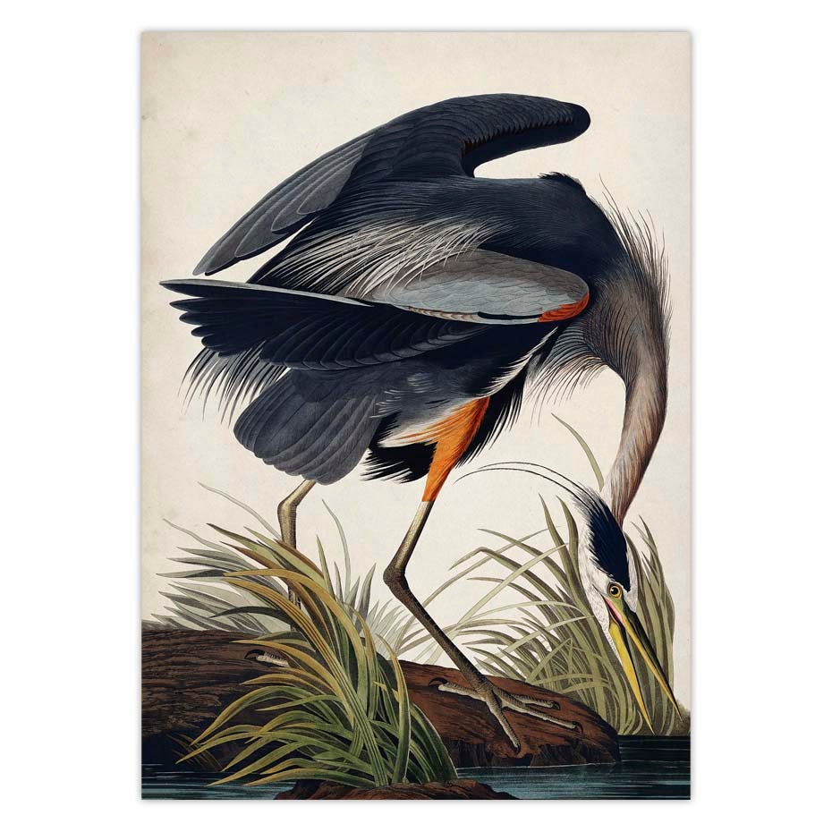 Vintage-Bird-Canvas-Print-Audubon-Bird-Posters-Pink-Flamingo-Snowy-Owl-Pelican-Blue-Heron-White-Egret-4.jpg
