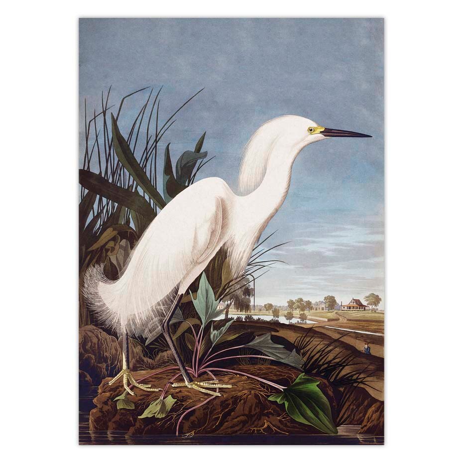 Vintage-Bird-Canvas-Print-Audubon-Bird-Posters-Pink-Flamingo-Snowy-Owl-Pelican-Blue-Heron-White-Egret-5.jpg