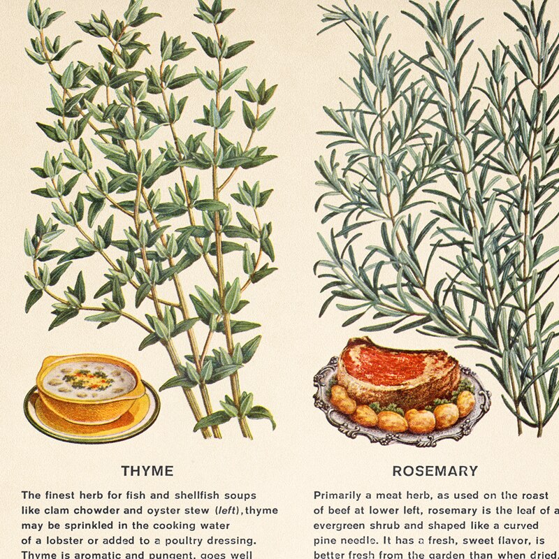 Vintage-Botanical-Herbs-and-Spices-Poster-Canvas-Painting-Kitchen-Wall-Art-Decor-Herb-Plants-Education-Art-1.jpg