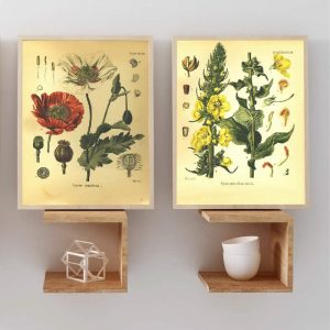 Vintage Botany Prints Poppy & Velvet Plant Poster Wall Art Canvas Painting 1887 Medicinal Plants Encyclopedia Posters Home Decor