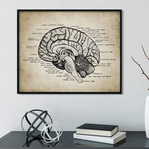 Vintage Brain Anatomy Medical Print Physiology Poster Doctor Gift Office Decor Medicine Clinic Wall Art Canvas Painting Picture