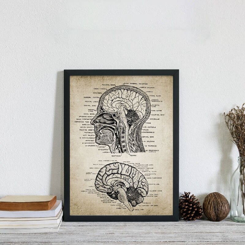 Vintage-Human-Head-And-Brain-Anatomy-Canvas-Art-Prints-Poster-Neuroscience-Human-Anatomy-Painting-Doctors-Office-2.jpg