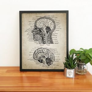 Vintage Human Head And Brain Anatomy Canvas Art Prints Poster Neuroscience Human Anatomy Painting Doctors Office Wall Art Decor