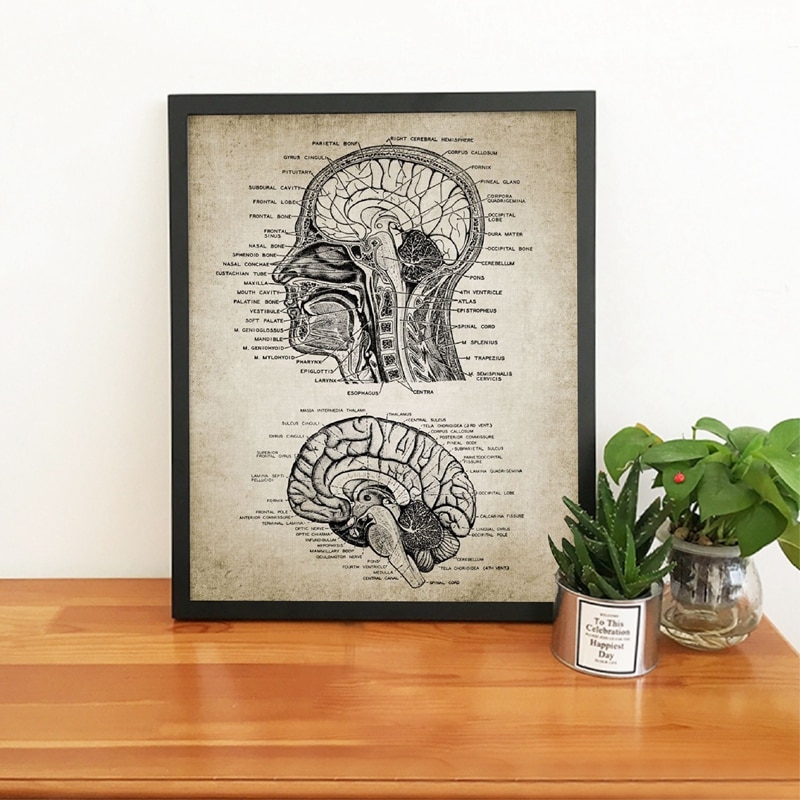 Vintage-Human-Head-And-Brain-Anatomy-Canvas-Art-Prints-Poster-Neuroscience-Human-Anatomy-Painting-Doctors-Office.jpg
