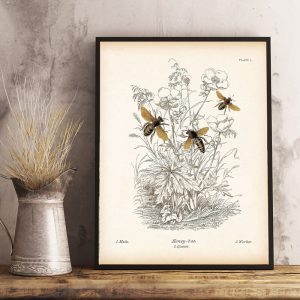 Vintage Insect Bee Poster Prints Natural Education Wall Art Canvas Painting Picture Reproduction Biology Print Farmhouse Decor
