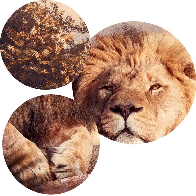 Mom-and-Baby-Lions-Canvas-Paintings-On-the-Wall-Posters-And-Prints-Animal-Canvas-Art-Pictures-1.jpg
